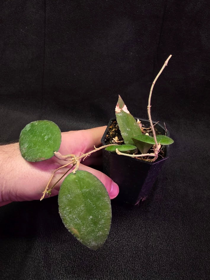 Hoya Caudata Sumatra #01
