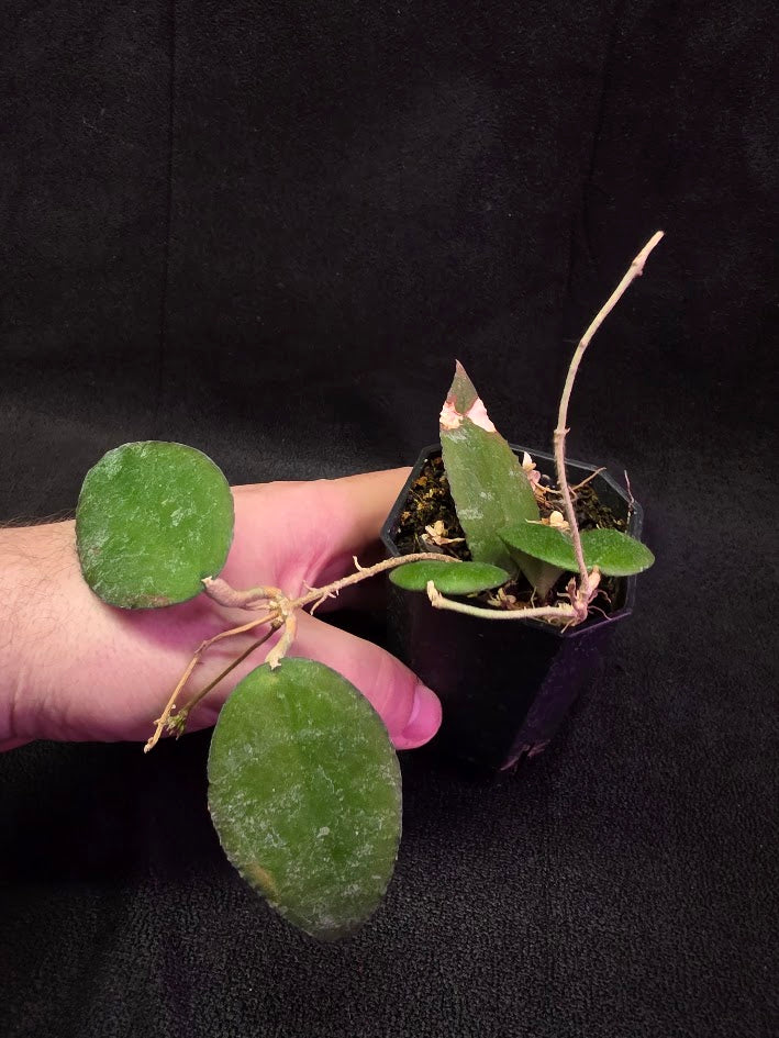Hoya Caudata Sumatra #01