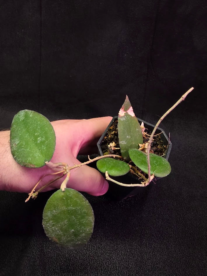 Hoya Caudata Sumatra #01