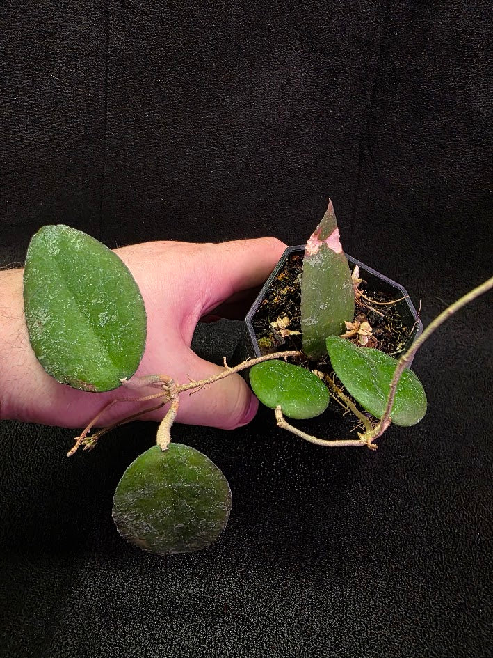 Hoya Caudata Sumatra #01