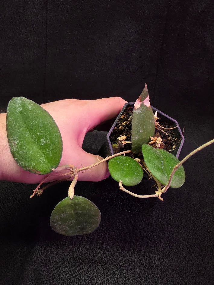 Hoya Caudata Sumatra #01