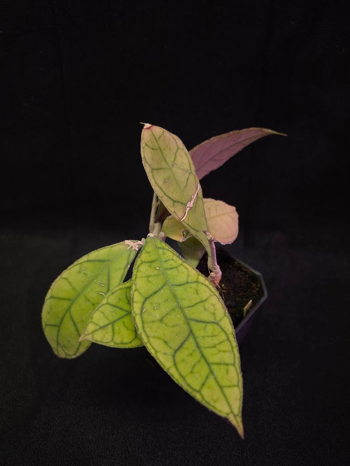 Hoya Finlaysonii Ripple Leaf #01