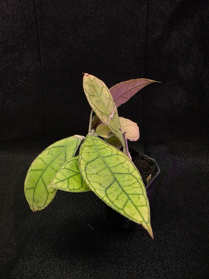 Hoya Finlaysonii Ripple Leaf #01