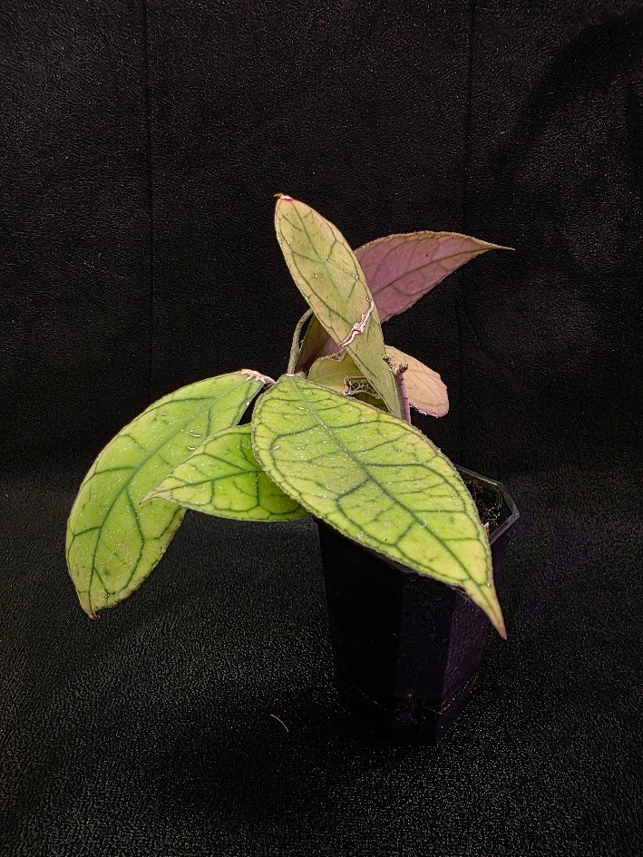 Hoya Finlaysonii Ripple Leaf #01