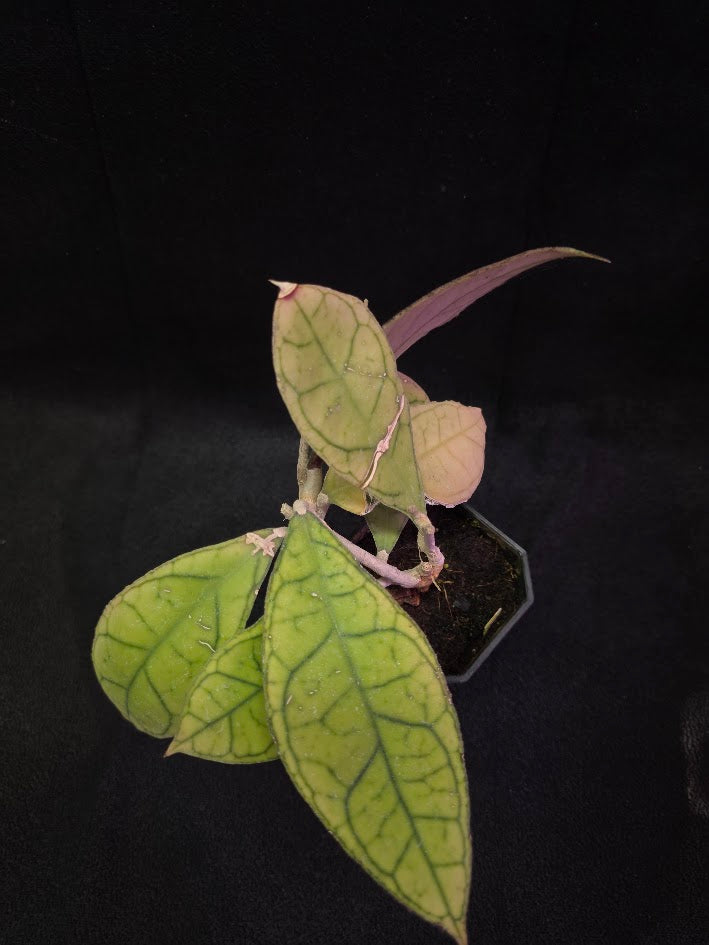 Hoya Finlaysonii Ripple Leaf #01