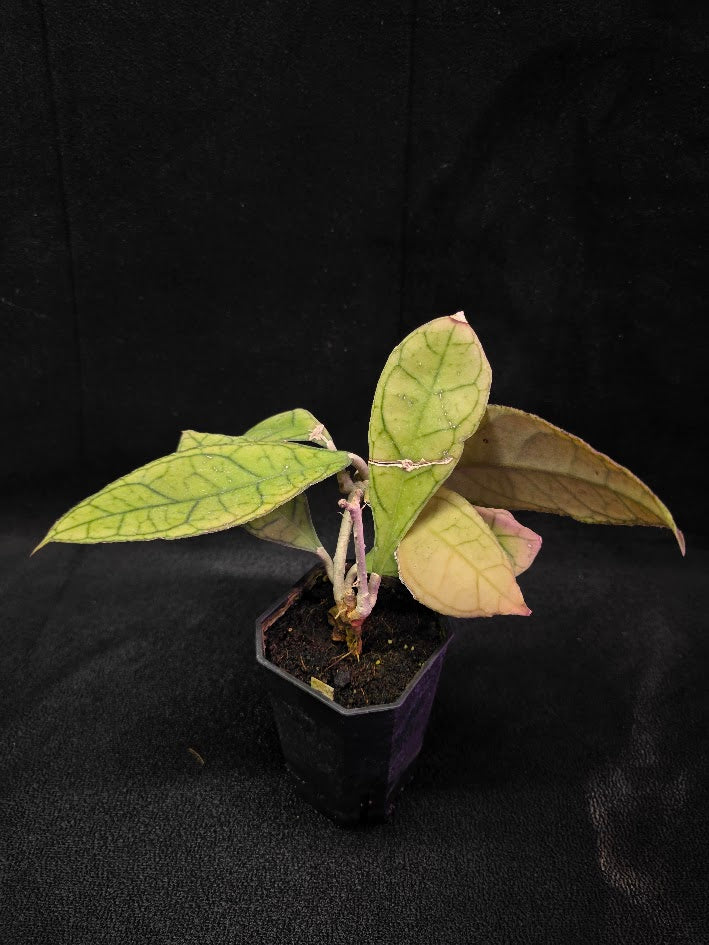 Hoya Finlaysonii Ripple Leaf #01