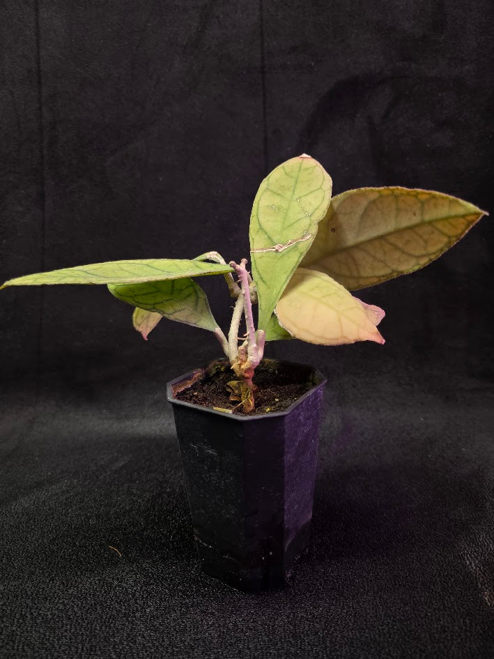 Hoya Finlaysonii Ripple Leaf #01