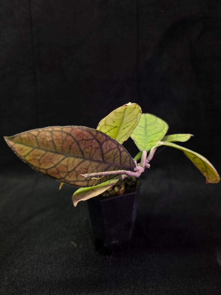 Hoya Finlaysonii Ripple Leaf #01