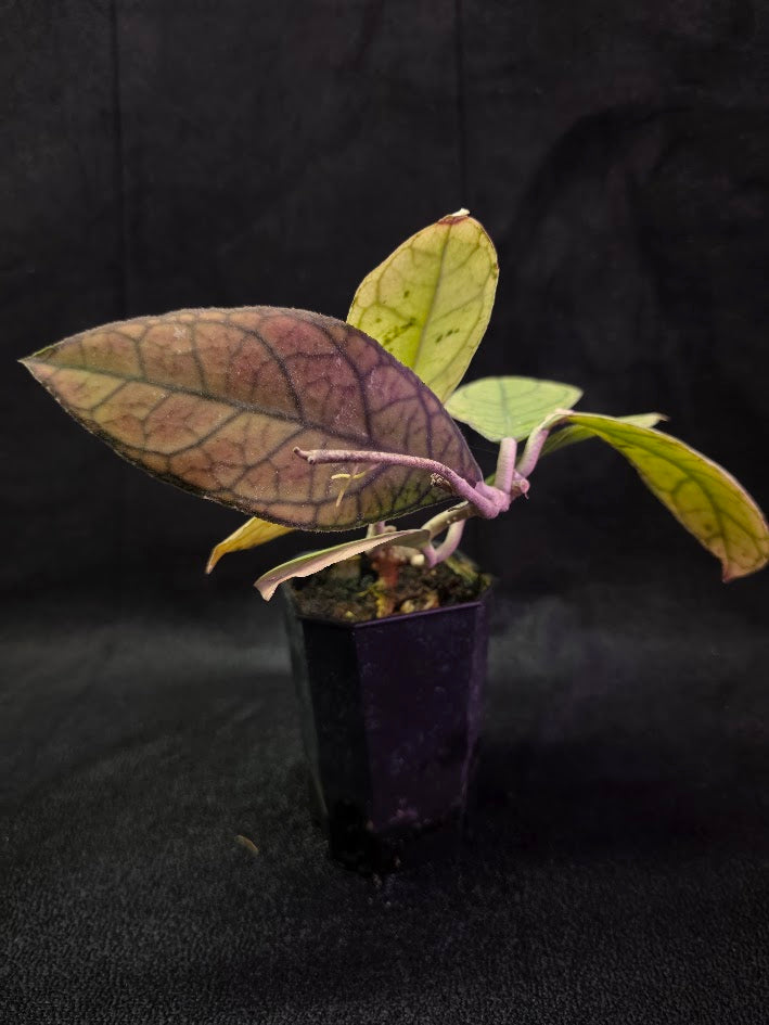 Hoya Finlaysonii Ripple Leaf #01