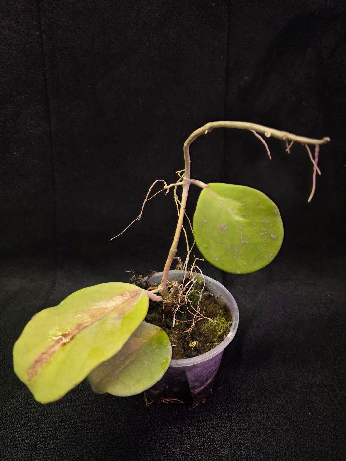 Hoya Obovata Variegated #01