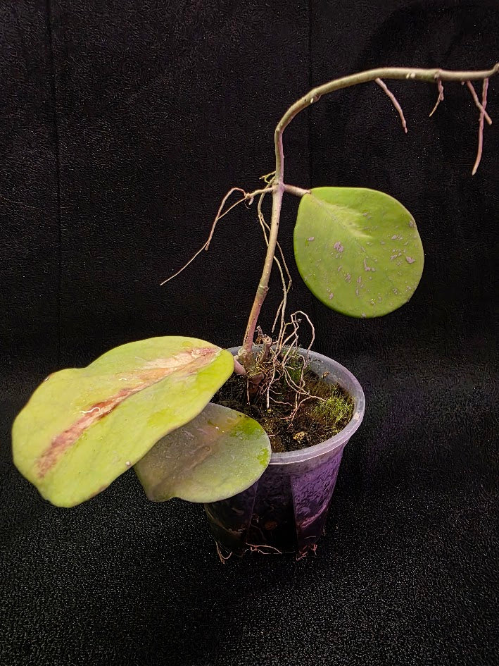 Hoya Obovata Variegated #01