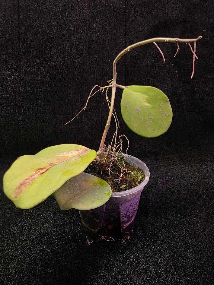 Hoya Obovata Variegated #01