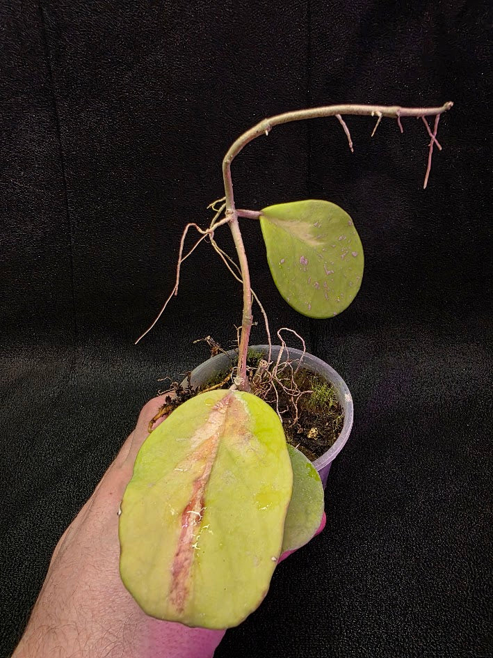 Hoya Obovata Variegated #01