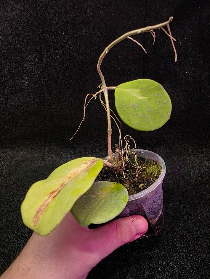 Hoya Obovata Variegated #01