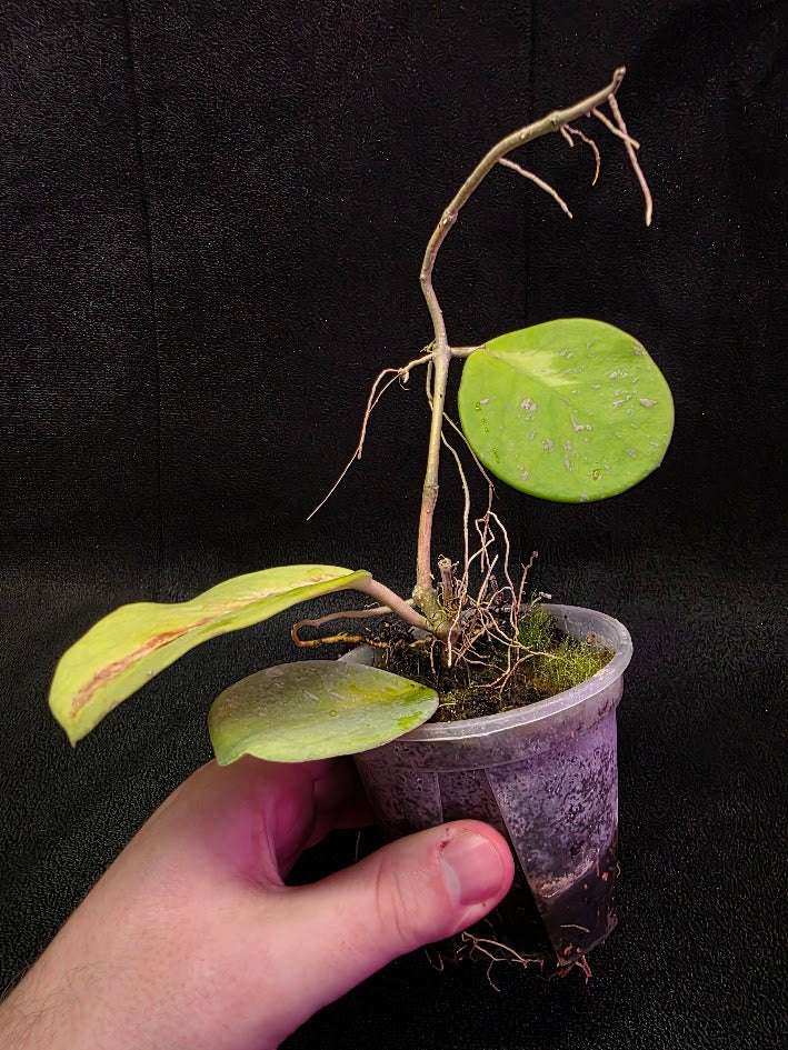 Hoya Obovata Variegated #01