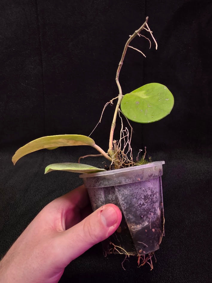 Hoya Obovata Variegated #01