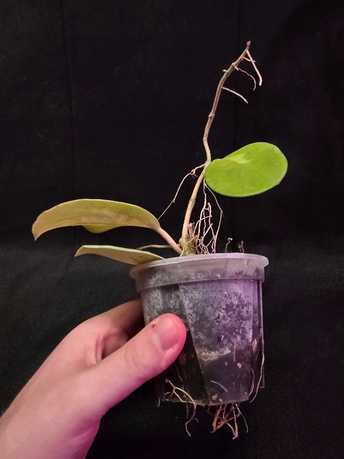 Hoya Obovata Variegated #01