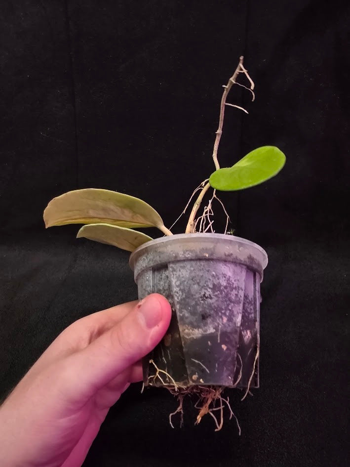 Hoya Obovata Variegated #01
