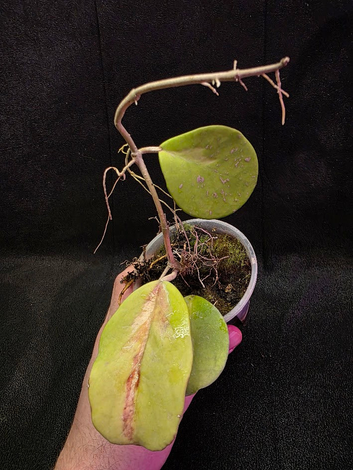 Hoya Obovata Variegated #01