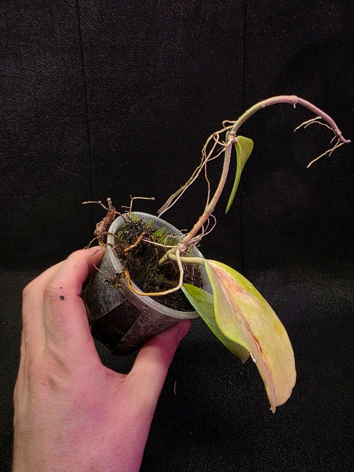 Hoya Obovata Variegated #01