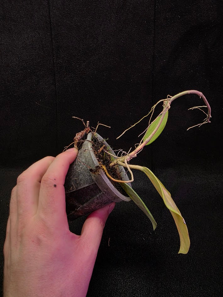 Hoya Obovata Variegated #01