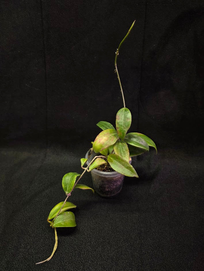Hoya Merrillii #01