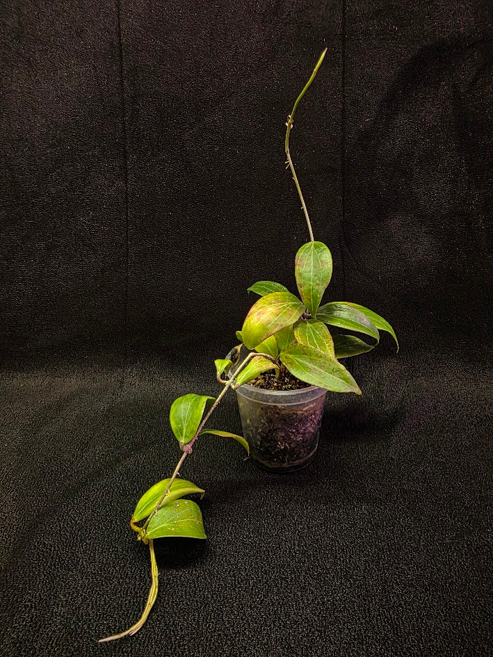 Hoya Merrillii #01