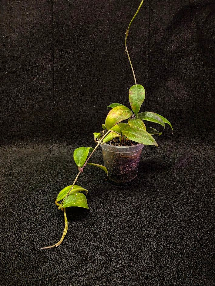 Hoya Merrillii #01