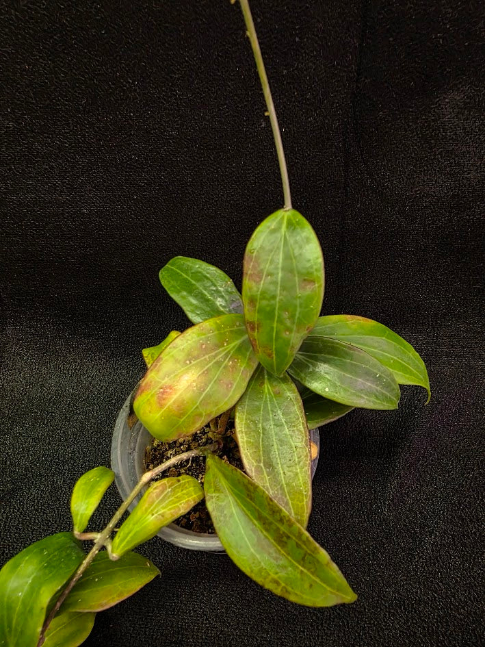 Hoya Merrillii #01