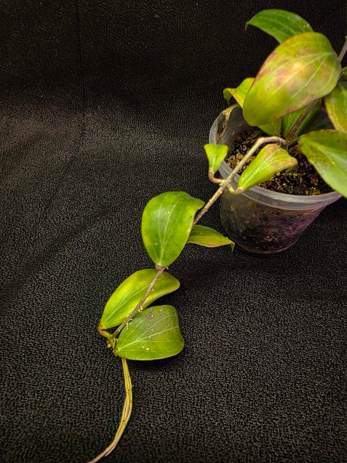 Hoya Merrillii #01