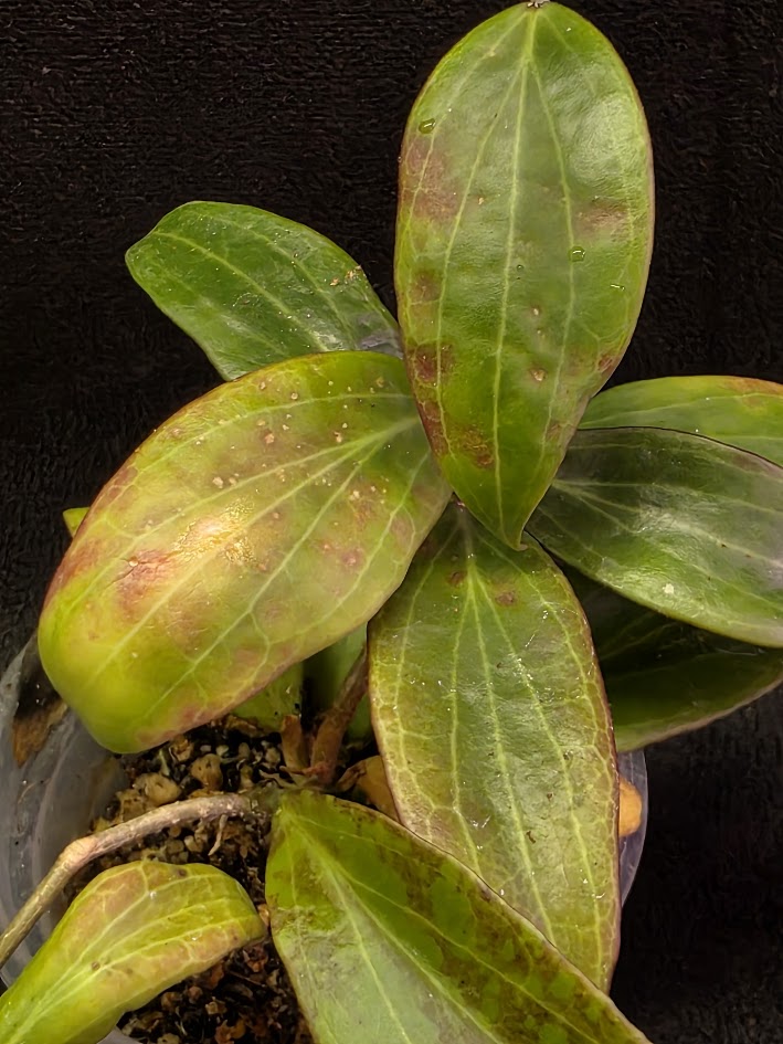 Hoya Merrillii #01