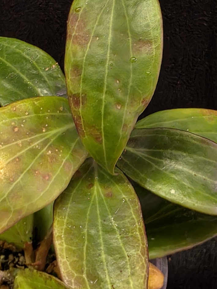 Hoya Merrillii #01