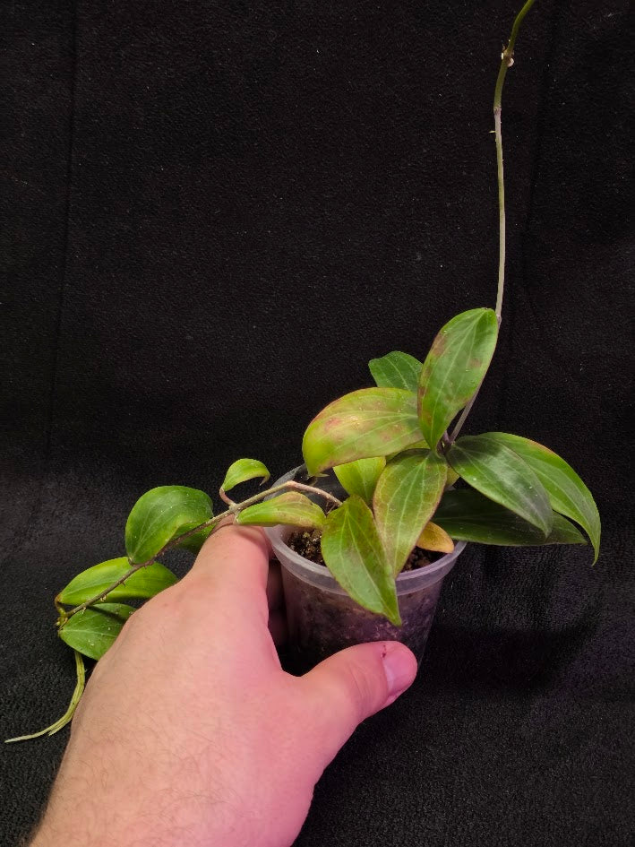 Hoya Merrillii #01