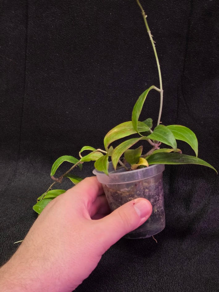 Hoya Merrillii #01