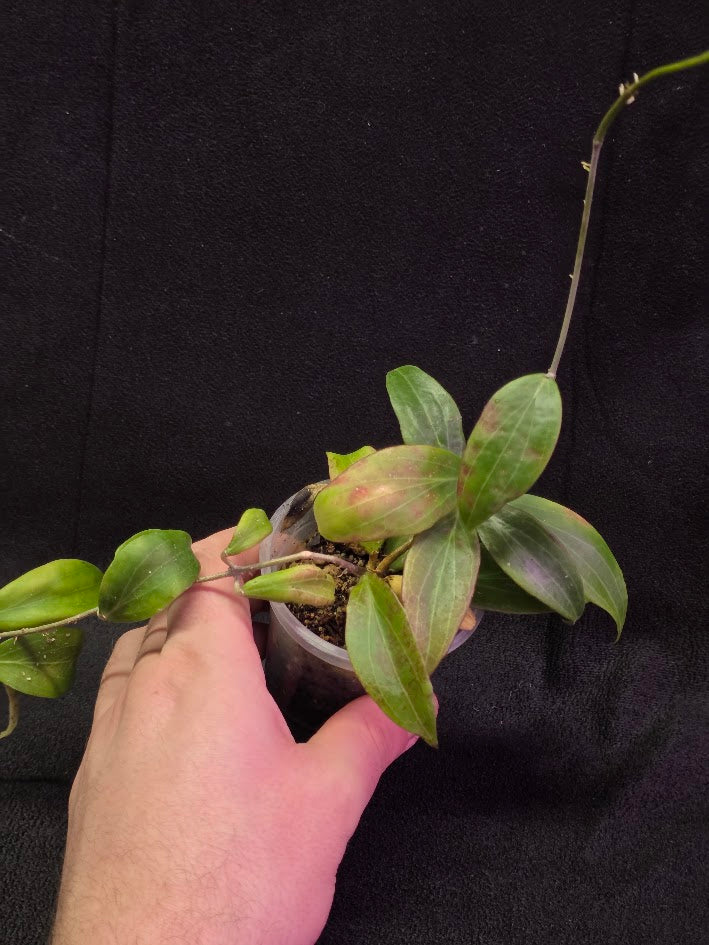 Hoya Merrillii #01