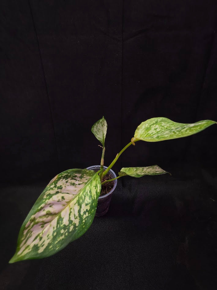 Aglaonema Bicolor #02