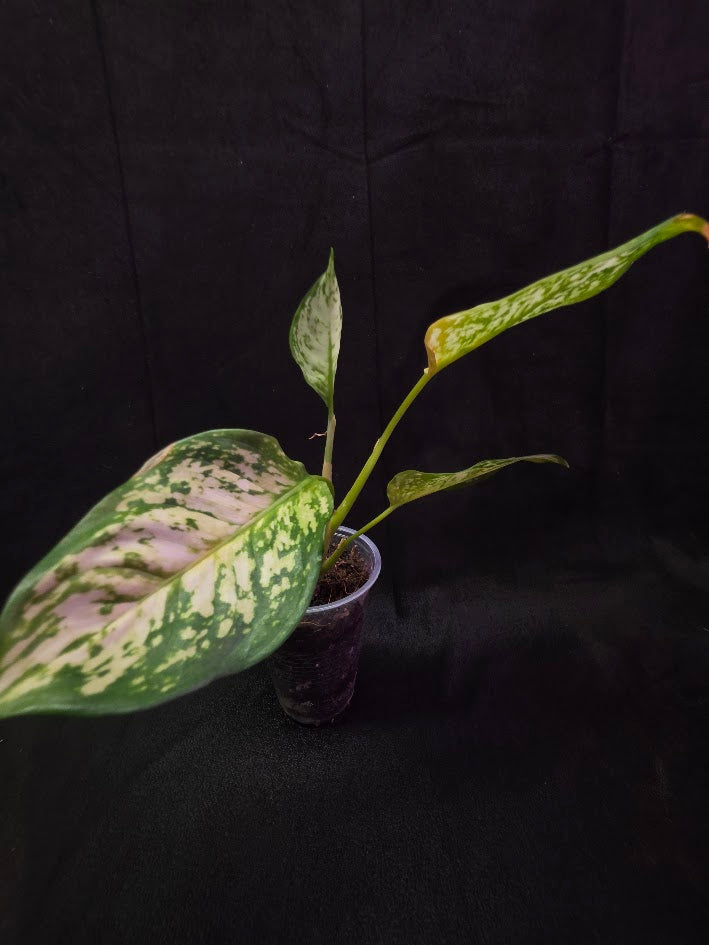 Aglaonema Bicolor #02