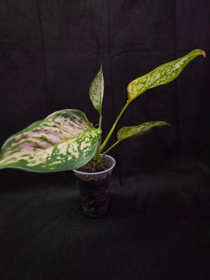 Aglaonema Bicolor #02
