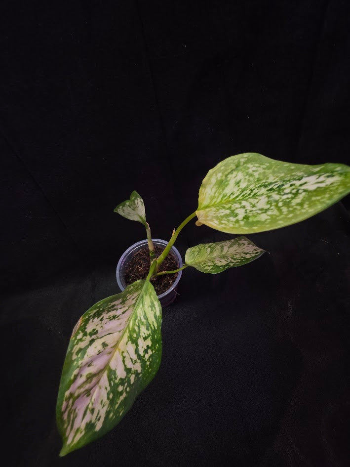 Aglaonema Bicolor #02