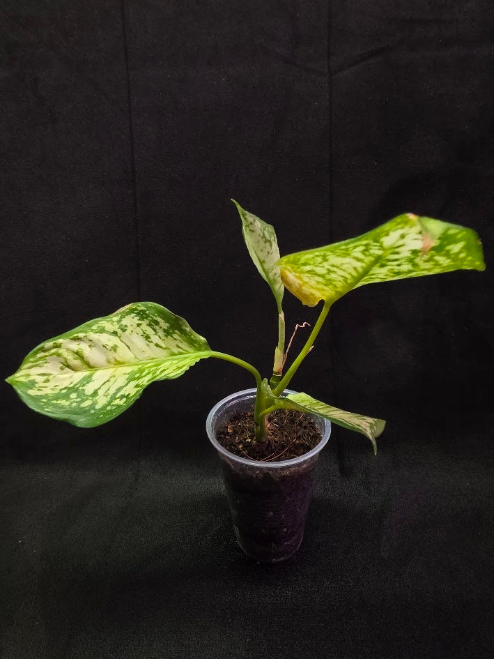 Aglaonema Bicolor #02