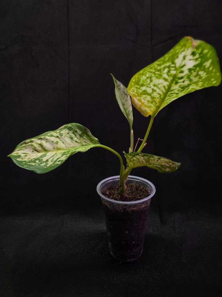 Aglaonema Bicolor #02