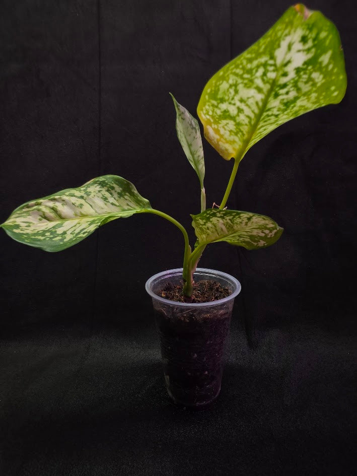 Aglaonema Bicolor #02