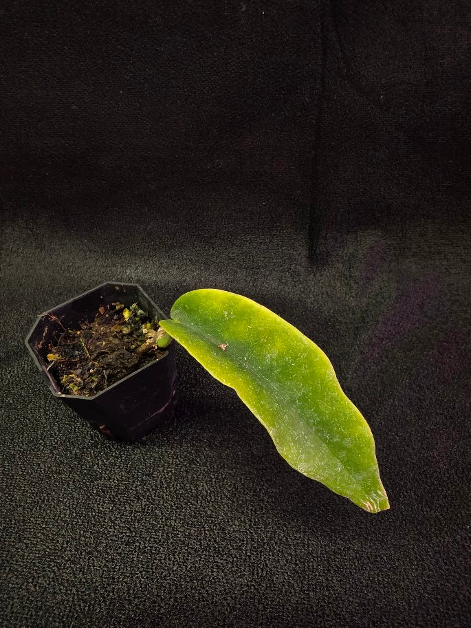 Hoya Macgillivrayi #01