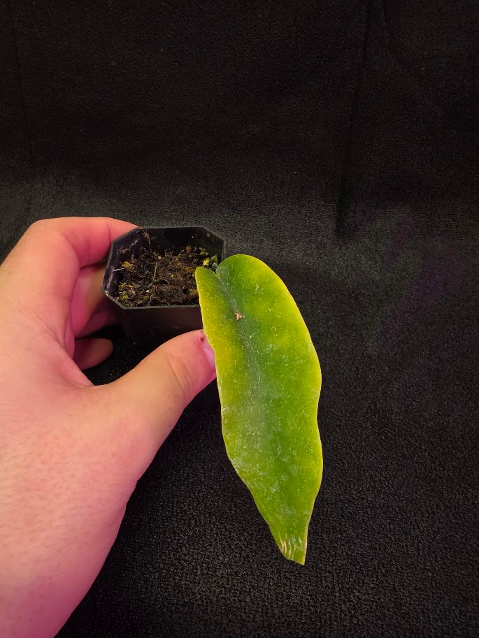 Hoya Macgillivrayi #01