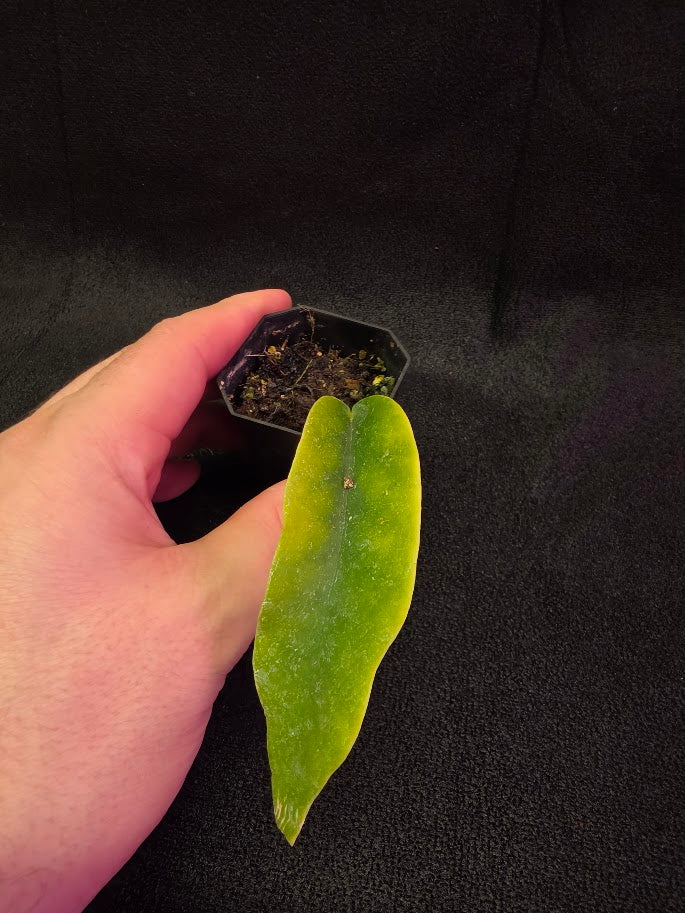 Hoya Macgillivrayi #01