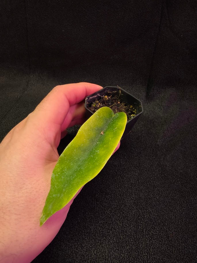 Hoya Macgillivrayi #01