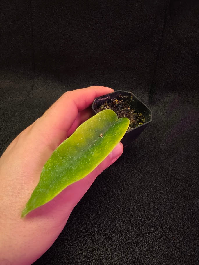 Hoya Macgillivrayi #01