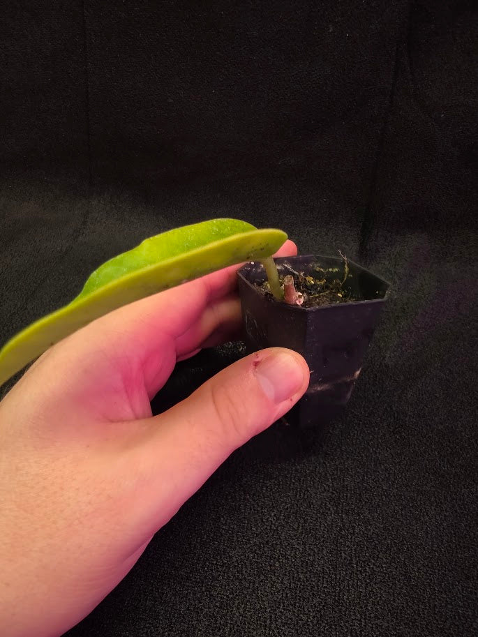 Hoya Macgillivrayi #01