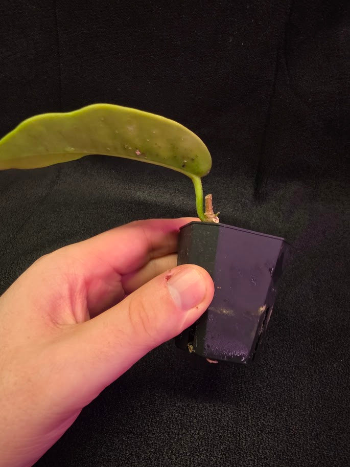 Hoya Macgillivrayi #01