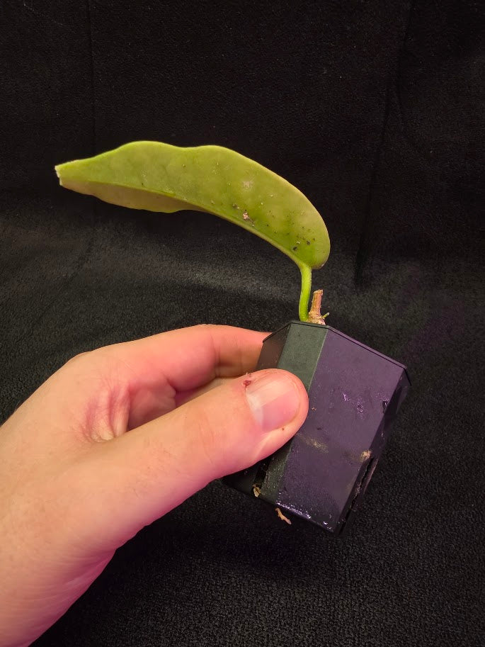 Hoya Macgillivrayi #01